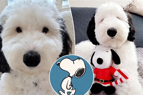 bayley dog snoopy|Meet Bayley The Mini Sheepadoodle Who Is The Real Life Snoopy